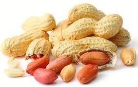 Groundnut